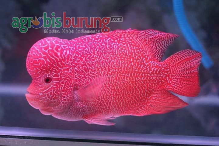 50396415_795847960748987_6662479777816903680_n