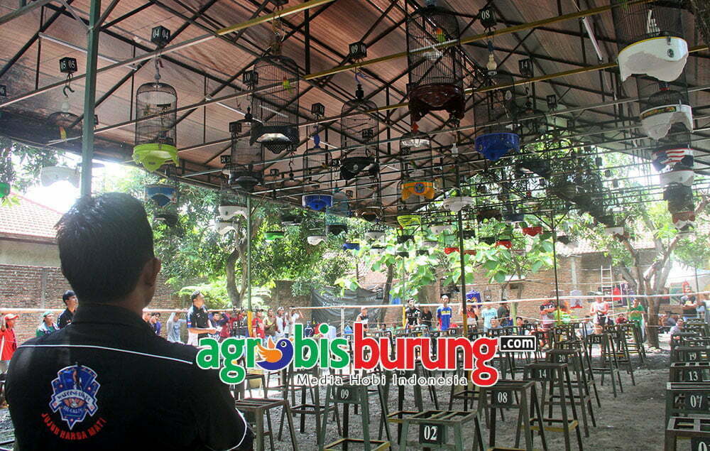 suasana kelas lovebird