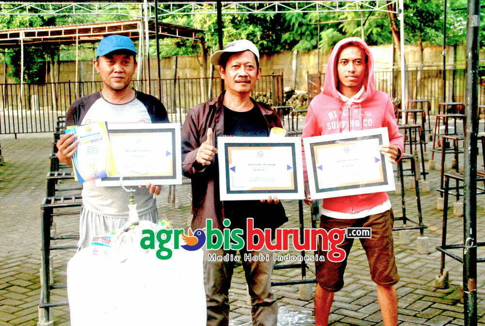 Murai Batu Terbaik 123