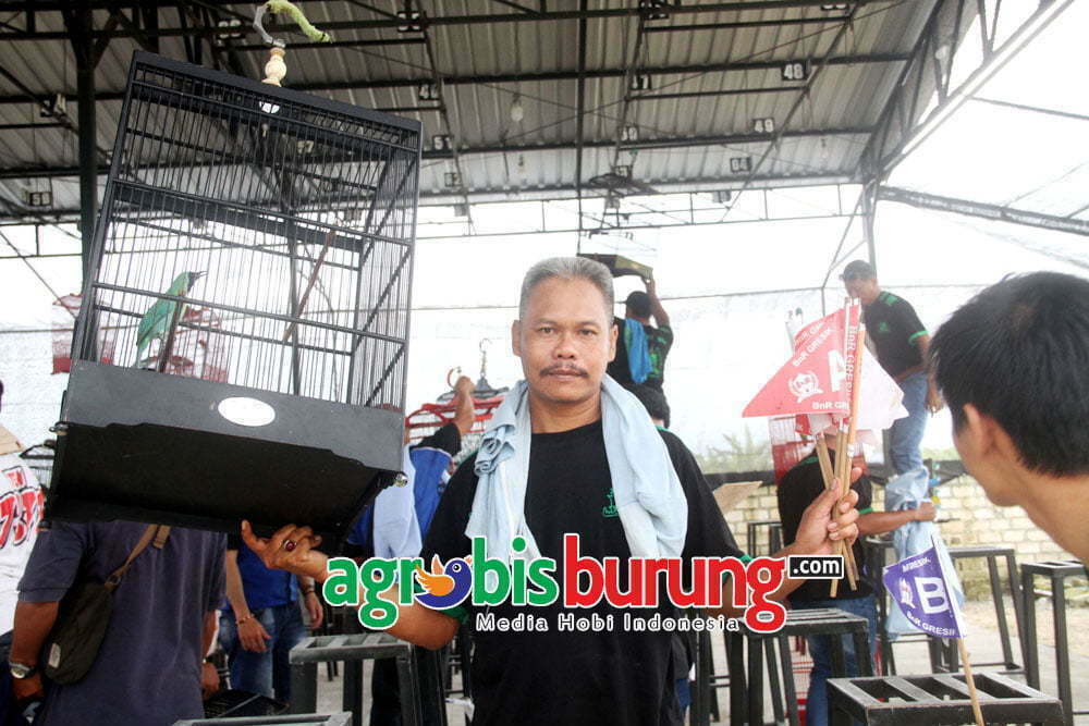 Giras Jr Cak Tho Saat Juara Cucak Ijo B