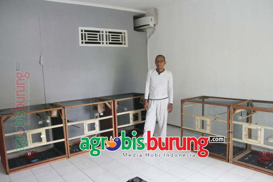 kandang yang sederhana di harapkan dapat menghasilkan kualitas yang istimewa