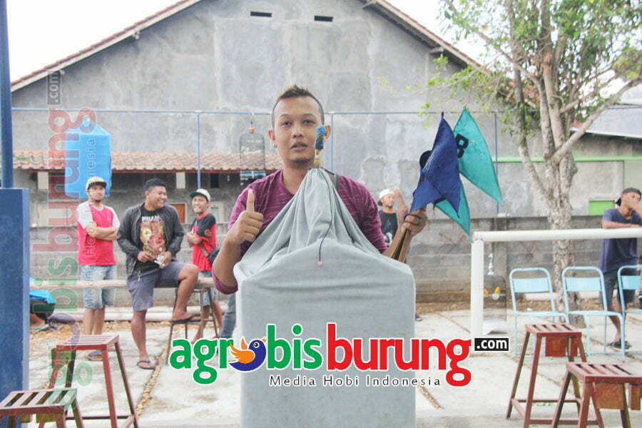 Miklis dengan kacer Sinden menguntit di belakang