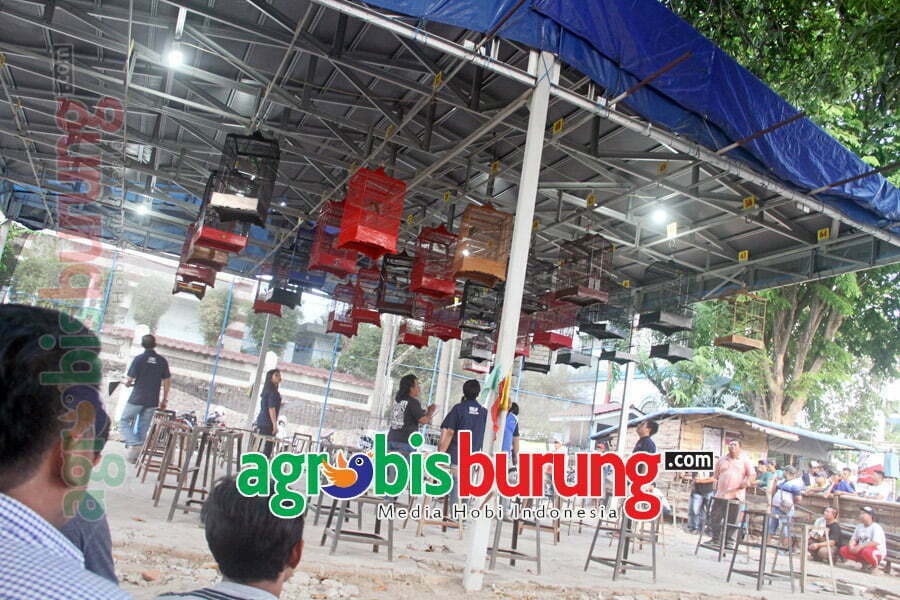 suasana cucak ijo A