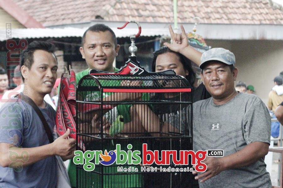 Haris Diponegoro Tean (tengah kaos Hijau) bawa Luxio berhasil 'nyeri' dikelas cucak Hijau