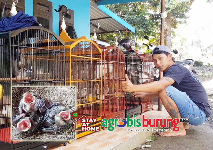 Perawatan Harian Dan Seleksi Di Bantu Asisten Siap Antar Ke Pelanggan