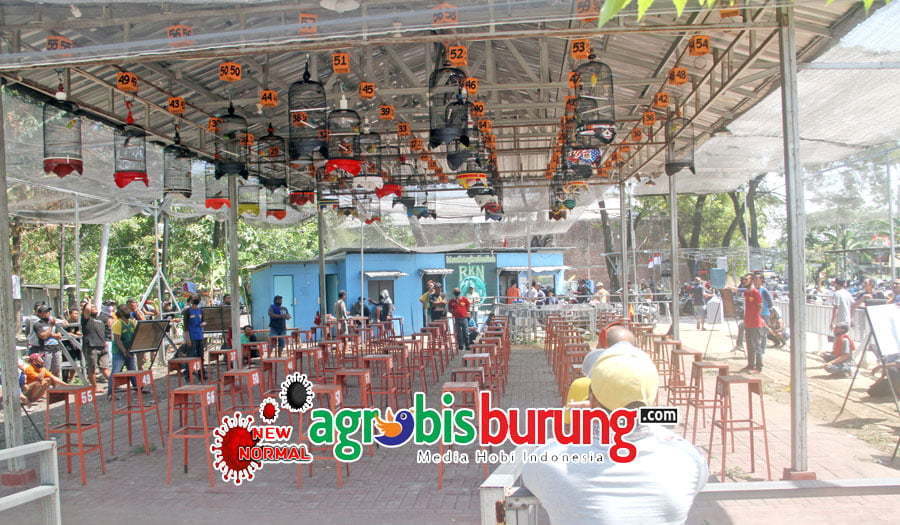 Suasana Lovebird Fighter A