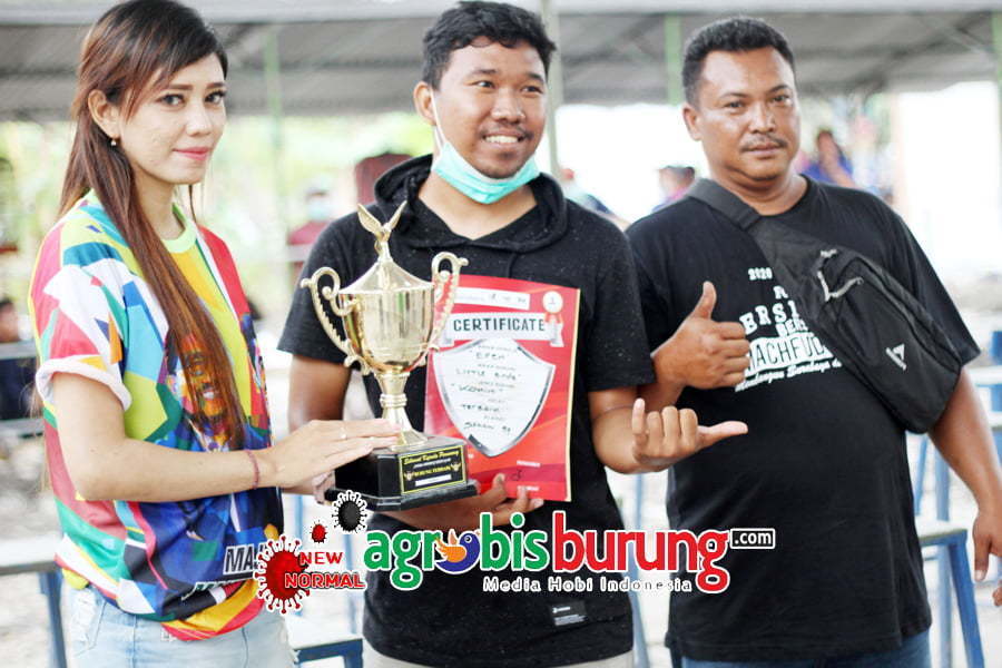 Little Bird Konin Terbaik