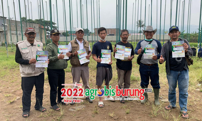 Juara dewasa bebas so