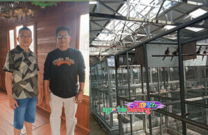 Kandang baru Prosper 1234 BF.