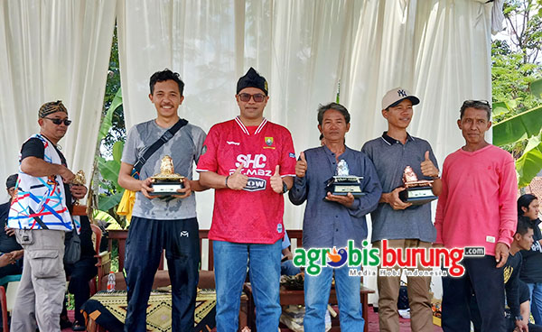 Juara piyik bebas.