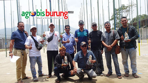 Juara piyik bebas P