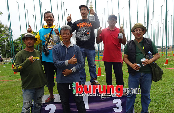 Juara piyik bebas.