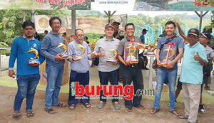 Juara piyik bebas.