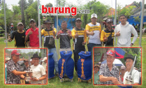 tiga bintang team