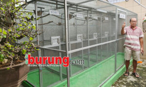aribowoap1 bf