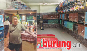 Hendry WAT di kandang umbaran produk WAT BF