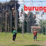 Jawara Taktis & Terlanjur Melenggang Manis di Podium Latihan Dinilai Arisan Kaliwono Sukowono Jember