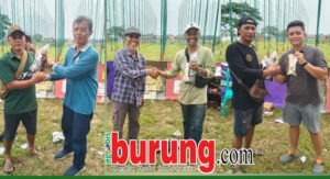 Juara kelas piyik bebas, piyik yunior & hanging.