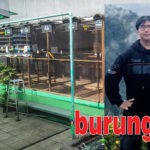 WAT BF Tasikmalaya “Upgrade” Formasi Kandang Secara Berkala untuk Tingkatkan Kualitas Produksi, Daftar Bookingan Merata & Stok Anakan Selalu “Sold Out”