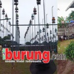 Jawara Mistikus, Kingdom, Saritomo reborn & Bintang Baru Terbaik Utama di LP. #2 Batavia 2026 Bogor