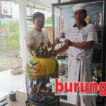 Siap Terjun Ke LPI 2026, Nurul Anggun Take Over Jawara Muda Hipersonik dari Kurniadi ASM Dengan Deal Fantastik