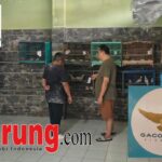 Ayung Bali Booking 3 Kandang Unggulan WAT BF untuk Perkuat Materi Kandang Gacoan 168 BF & Take Over Piyik Potensial WAT Golden Viral dengan Transaksi Spesial