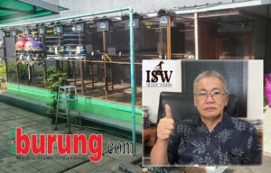 Iswanto (ISW BF BSD Tangerang).