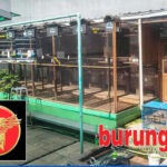 Kepincut Kualitas Suara Jantan Atlas 333F, Budi HIN Jakarta Akhirnya Jebol K-WAT Golden Viral dengan Nilai Transaksi Istimewa