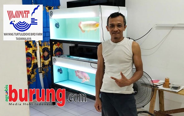 Acong AL777 Medan mulai merintis ternak perkutut dengan materi andalan WAT BF Tasikmalaya.