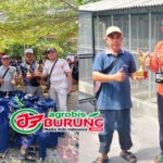 Kolaborasi Tri-Nardi Cilacap Andalkan Materi Indukan Trah Jawara Palem, Produk WAN BF & TAT BF Moncer Bersama Diberbagai Gelaran Lintas Blok