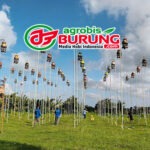 Data Hasil Kejuaraan #2 Liga Perkutut Lombok NTB 2026, Pesertanya semakin Bergeliat