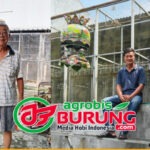 Produk Bintang Agung BF Bandung Diserbu Kungmania, Ajin Jakarta Booking Adik Singo Barong & Boyong Anak Gladiator dengan Nilai Transaksi Spektakuler