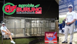 H. Muhaimin didepan kandang ternak HAL BF (foto kiri) & saat di arena lomba LPI Surabaya 2025 (foto kanan).