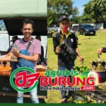 Singo Barong Melesat, New Panorama & Melodi Ngorbit, Produk Bintang Agung BF Merajai Liga Baringga #1 Bandung