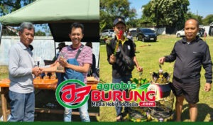 Singo Barong (kiri) dan New Panorama, dua produk Bintang Agung yang berhasil merajai Liga Baringga #1 Bandung.