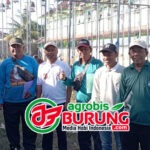 Pemula Bertambah & Diselingi Sosialisasi Penjurian, Jawara Ronaldo, Pesona Agung Dan Singapur Berthata Di Puncak Kejuaraan Gelaran Pajero Cup 2026 Situbondo