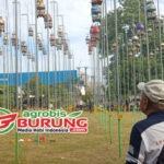 Setelan Baru Pas Menuju LPI Cirebon, Jawara Mistikus, Baratayuda, Star Boy & Golden Tempo Melenggang Kepuncak Juara di Latihan Dinilai Nusa BF Bogor
