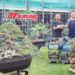 Melihat Kualitasnya Merata, H Cholil Boyong Adik Jawara Sihir Dengan Harga Istimewa