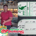 Puas Dengan Transaksi Pertama, Nugroho Lanjut Deal Istimewa Lagi Jawara Batusangkar K-333 Dari Amin BTS Solo