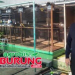 Materi Indukan WAT BF Tasikmalaya Komplit dengan Kualitas Terbaik, Daftar Antri Bookingan Panjang & Stok Anakan Selalu Habis