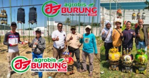 Juara piyik bebas, piyik yunior & hanging. copy