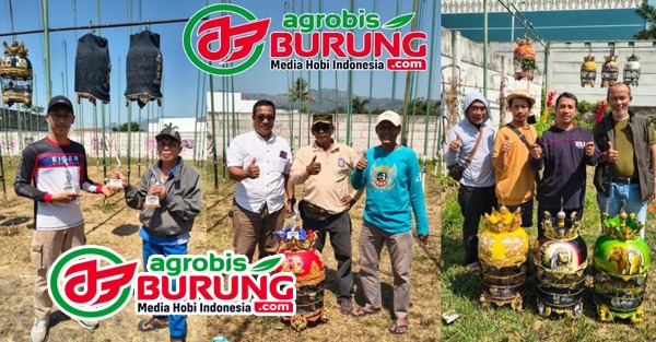 Juara piyik bebas, piyik yunior & hanging. copy