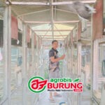 Produk Rafi BF Mojokerto Kembali Moncer di Gelaran Nasional LPI Di Bekasi Lewat Orbitannya Jawara Damar Wulan Milik Abdur Rahman Sumenep