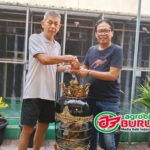 Pratik Galang Surabaya Memboyong Adik Jawara Limousin (Grand) dari Markasnya Surabaya, Dealnya Super Istimewa