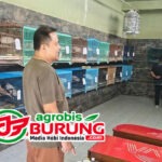 Trah Jawara Berperan Penting Tingkatkan Derajat Burung Perkutut Kualitas Lomba, WAT BF Tasikmalaya Kembangkan Materi Premium Dilengkapi Fasilitas Berstandar Tinggi