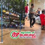 Ladini “Guyub Rukun” Cirebon Konsisten dengan Tiket Murah Meriah & Disambut Antusias Kungmania, Jawara Remontada & Gonzales Terbaik Dikelasnya