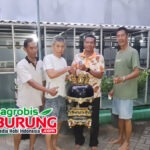 Bambang Al-Kabiir Surabaya Silaturahmi Ke Grand Dapat Betina K-10.A, Dealnya Bersahabat