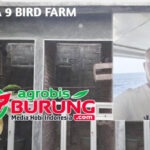Berniat Serius Ternak Perkutut di Kampung Halaman, Suwandi (Berjaya 9 BF) Kediri Booking 6 Kandang Favorit WAT BF Tasikmalaya dengan Nilai Transaksi Spektakuler