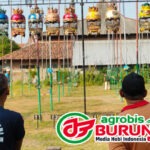 Selalu Jadi Ajang Meramaikan Perkutut & Mengasah Calon Juri DIY, Jawara  Alibaba, Kalady Gold & Shonar Jaya Melejit Di Latihan Dinilai Pengda Sleman DIY