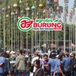 Data Juara LPI Piala Raja HB Cup 2026 Jogja Kelas Dewasa, Kali Ini Blok DKI Jakarta Menyapu Bersih Podium 1